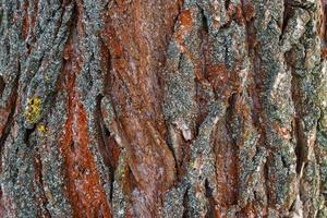 Rough surface of tree bark. Interesting background. photo