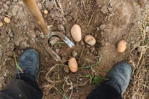 cavando patatas con una azada foto