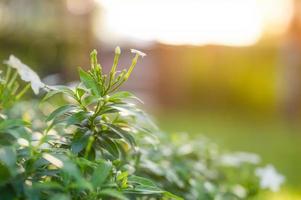 Gerdenia Crape Jasmine green leaves in garden on natural background photo