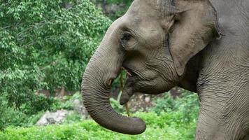 elefante no parque natural. animais selvagens video