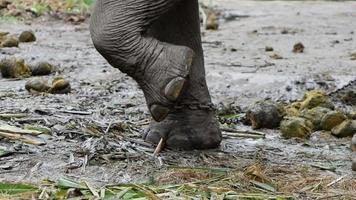 Primer plano de las piernas de un elefante encadenado en un campamento de elefantes.