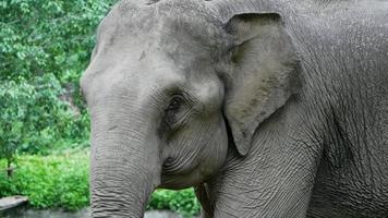 olifant in natuurpark. dieren in het wild video