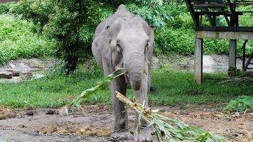 en elefant äter majs medan hans ben är kedjade i ett elefantläger. video