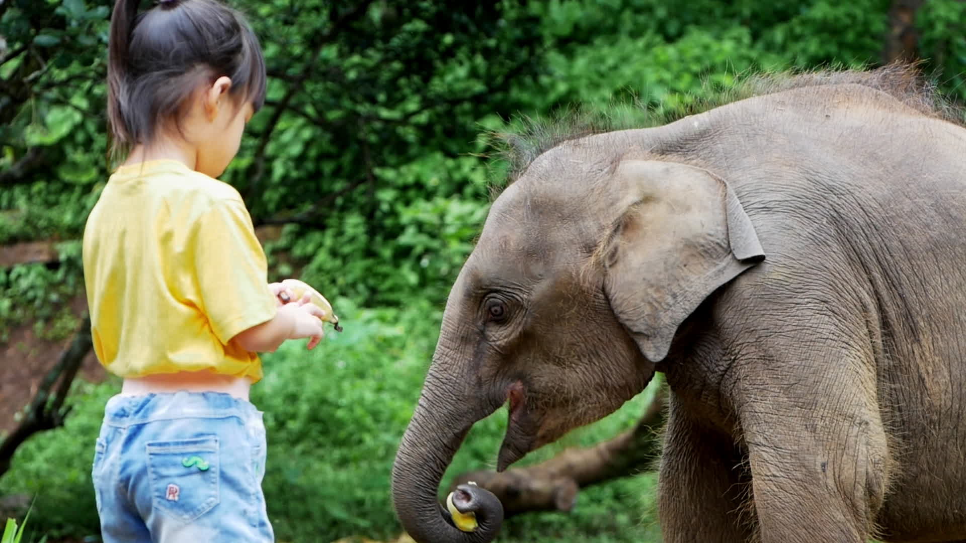 Cute little girl feeding bananas to baby elephants in the elephant camp. Children go on vacation with their families at the zoo. Little girl giving fruit to wild animal. 2912291 Stock Video Cute little girl feeding bananas to baby elephants in the elephant camp. Children go on vacation with their families at the zoo. Little girl giving fruit to wild animal. 2912291 Stock Video