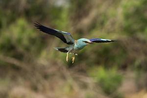 rodillo europeo, coracias garrulus foto