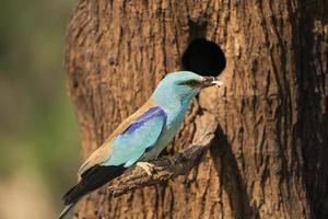 European roller, Coracias garrulus photo