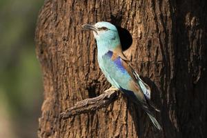 rodillo europeo, coracias garrulus foto