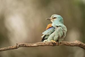 rodillo europeo, coracias garrulus foto