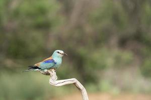 rodillo europeo, coracias garrulus foto