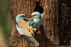 rodillo europeo, coracias garrulus foto