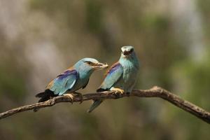 European roller, Coracias garrulus photo