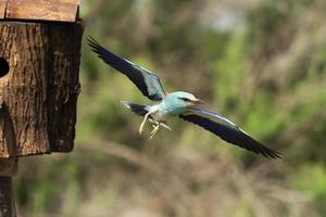 rodillo europeo, coracias garrulus foto