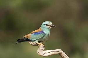 rodillo europeo, coracias garrulus foto