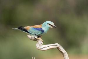 rodillo europeo, coracias garrulus foto