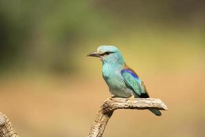 rodillo europeo, coracias garrulus foto