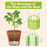 la estructura del tallo y la raíz vector