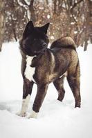 Alaskan Malamute dark color in the natural environment photo