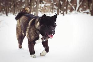 Alaskan Malamute dark color in the natural environment photo