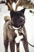 Alaskan Malamute dark color in the natural environment photo