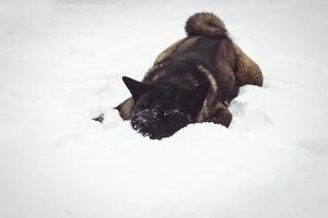 Alaskan Malamute dark color in the natural environment photo