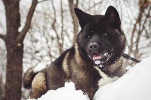 Alaskan Malamute dark color in the natural environment photo