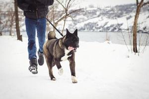 malamute de alaska color oscuro en el entorno natural con hombres foto