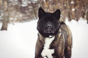 Alaskan Malamute dark color in the natural environment photo