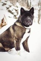 Alaskan Malamute dark color in the natural environment photo