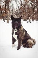 Alaskan Malamute dark color in the natural environment photo