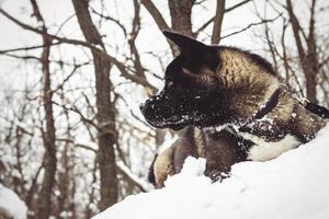 Alaskan Malamute dark color in the natural environment photo