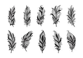 Set of peerless decorative feather illustration vector