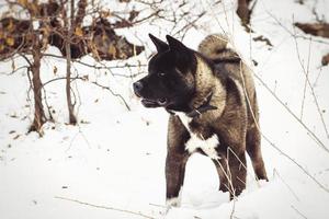 Alaskan Malamute dark color in the natural environment photo