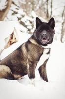 Alaskan Malamute dark color in the natural environment photo