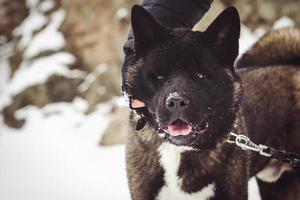 Alaskan Malamute dark color in the natural environment photo