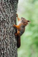a red furry squirrel sits on the trunk of a brown tree photo