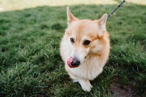 red cute fluffy Corgi dog with big black eyes photo