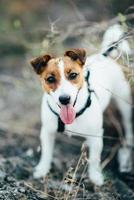a small dog of the Jack Russell Terrier breed on a walk photo