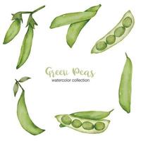 green peas in watercolor collection flat vector on white background