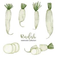 Radish in watercolor collection flat vector on white background