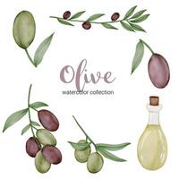 fruto de olivo en acuarela colección vector plano sobre fondo blanco