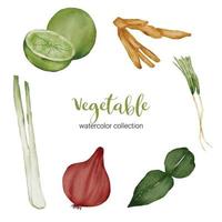 culinary herbs vegetables in watercolor collection flat vector