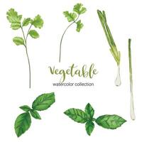 culinary herbs vegetables in watercolor collection flat vector