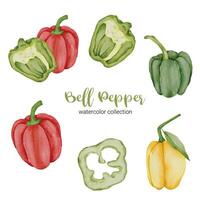 Bell pepper in watercolor collection flat vector on white background