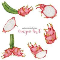 Dragon fruit in watercolor collection flat vector