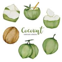 Coconuts in many forms in watercolor style flat vector