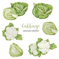 cabbage in watercolor collection flat vector on white background