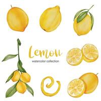 Lemon Fruit watercolor collection flat vector