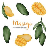 Mango in fruit watercolor collection flat vector