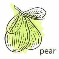 Sketch pear on light green background vector illustration