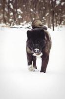 Alaskan Malamute dark color in the natural environment photo